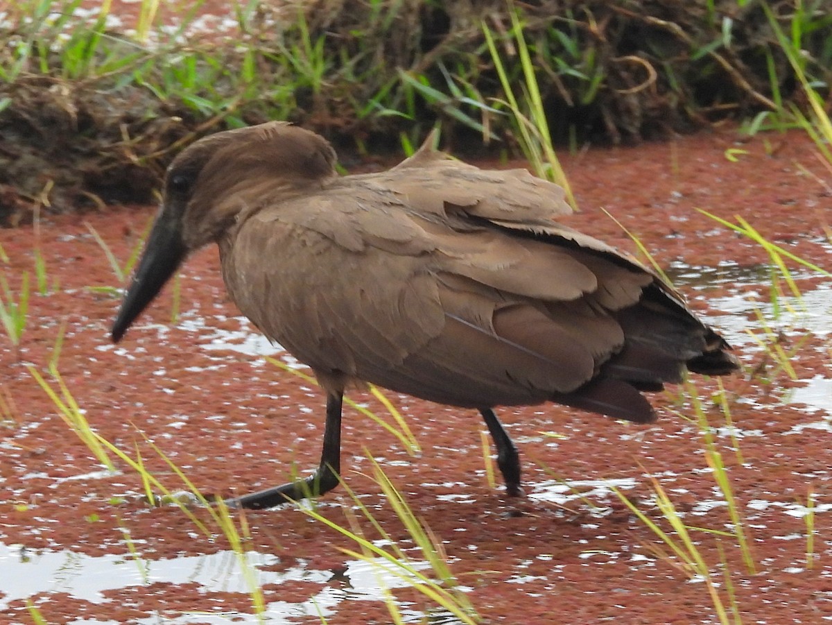 Hamerkop - ML646405275