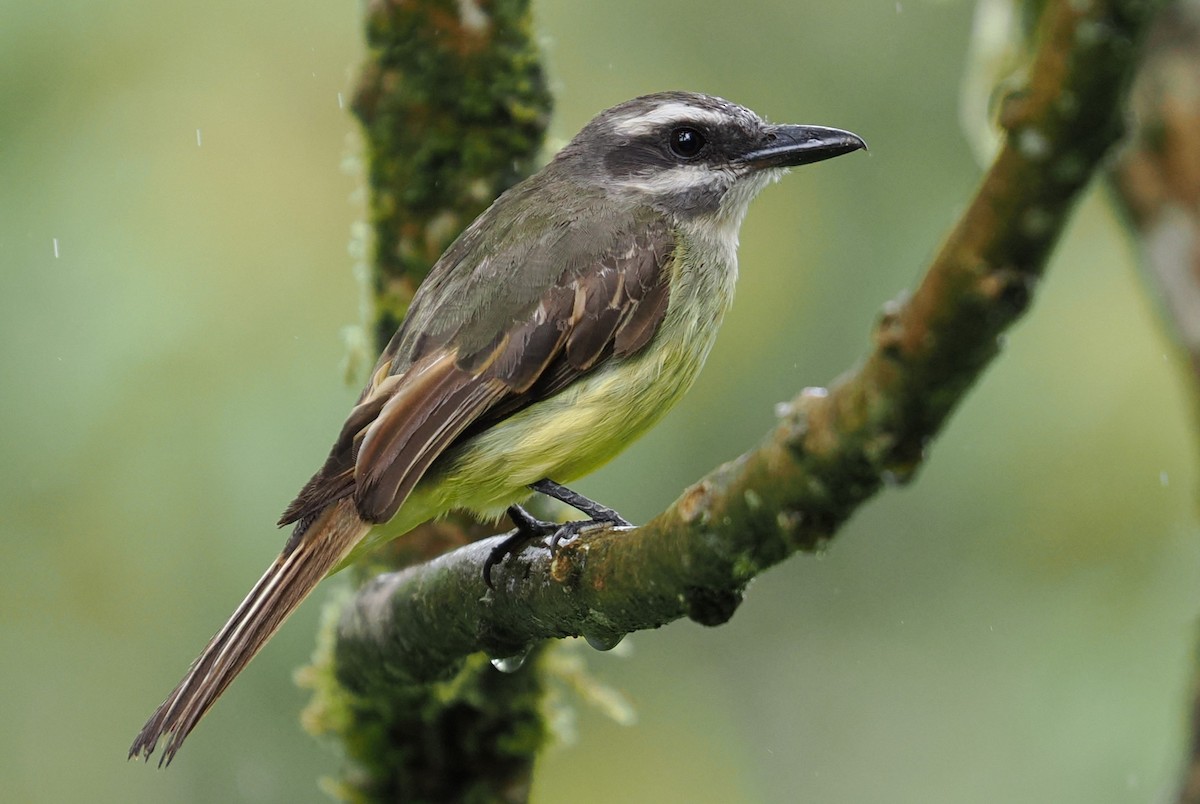 Tyran à ventre d'or - ML646405276