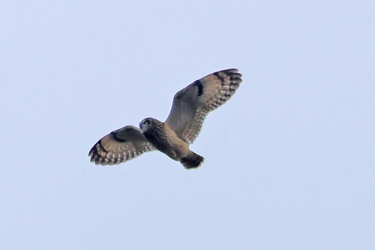 kalous pustovka - ML646405277