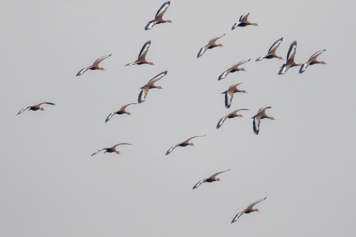 Black-bellied Whistling-Duck - ML646405278