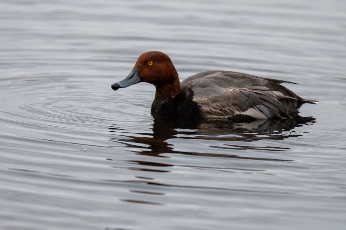 Redhead - ML646405280