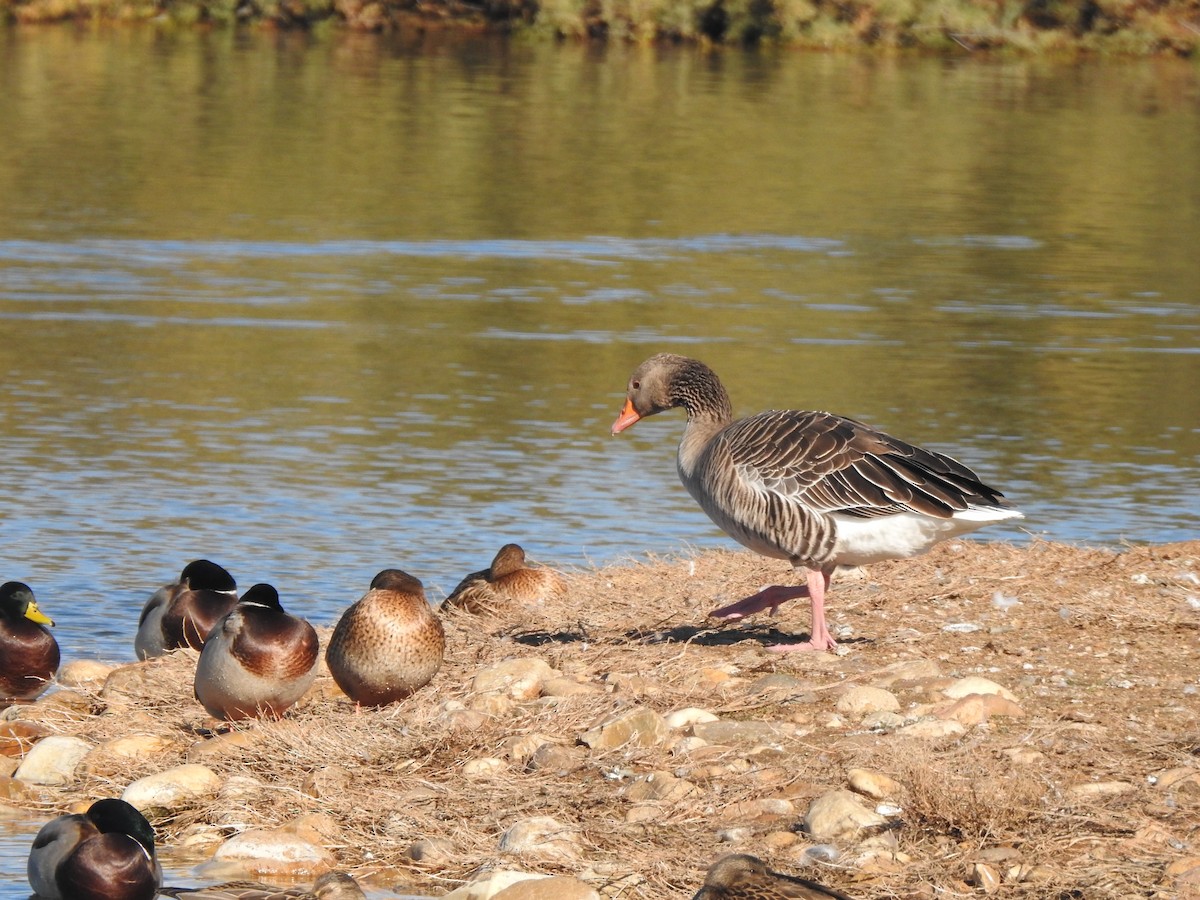 Graylag Goose - ML646405281