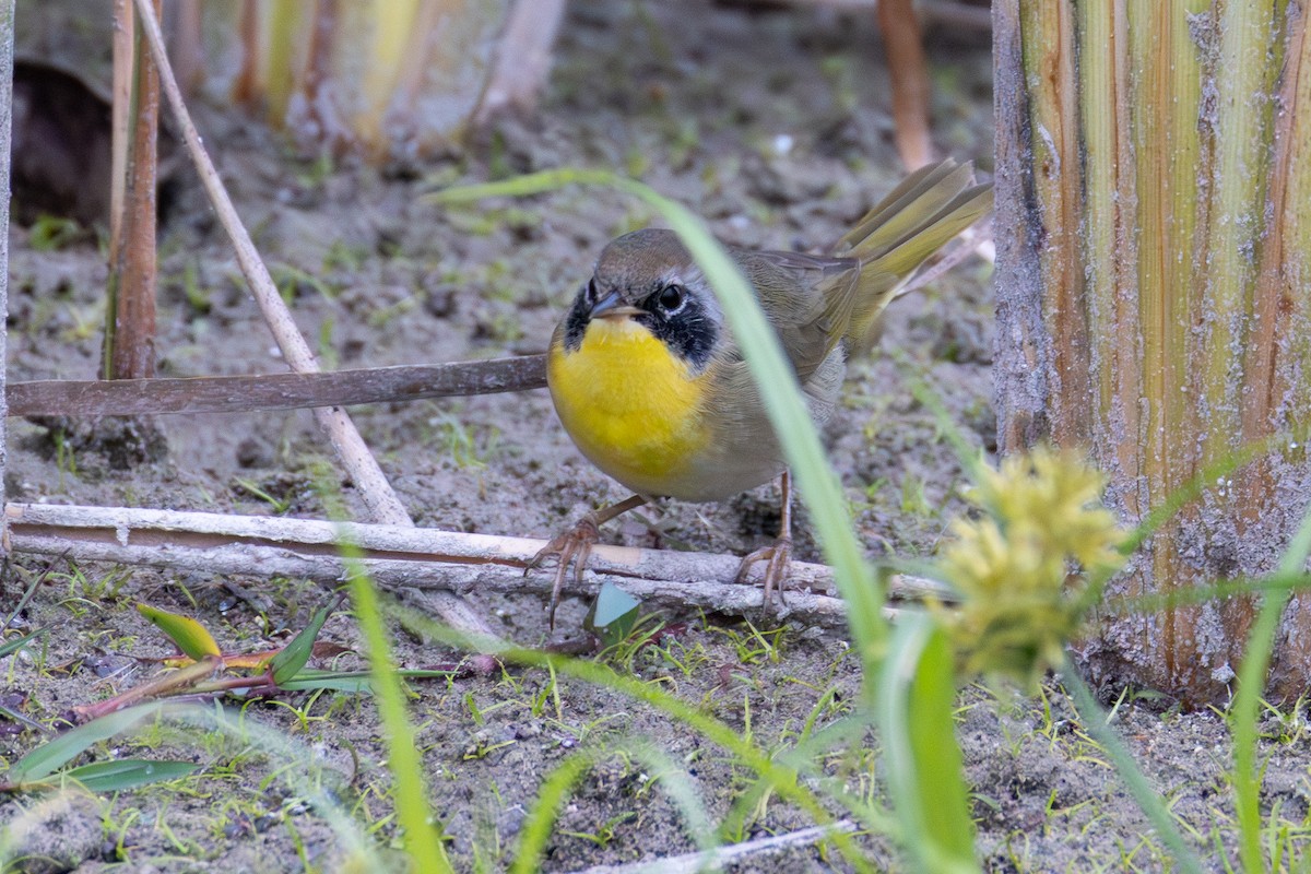 Common Yellowthroat - ML646405282
