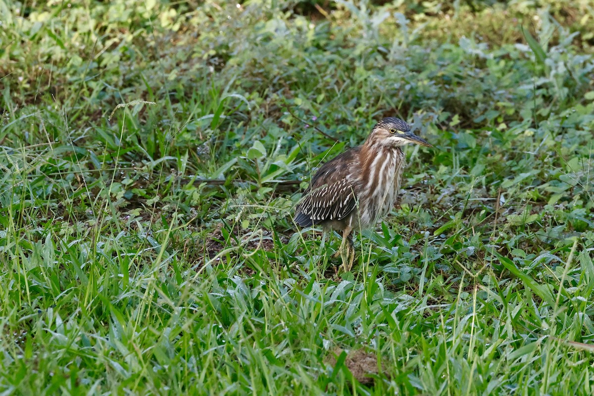 Héron vert - ML646405283