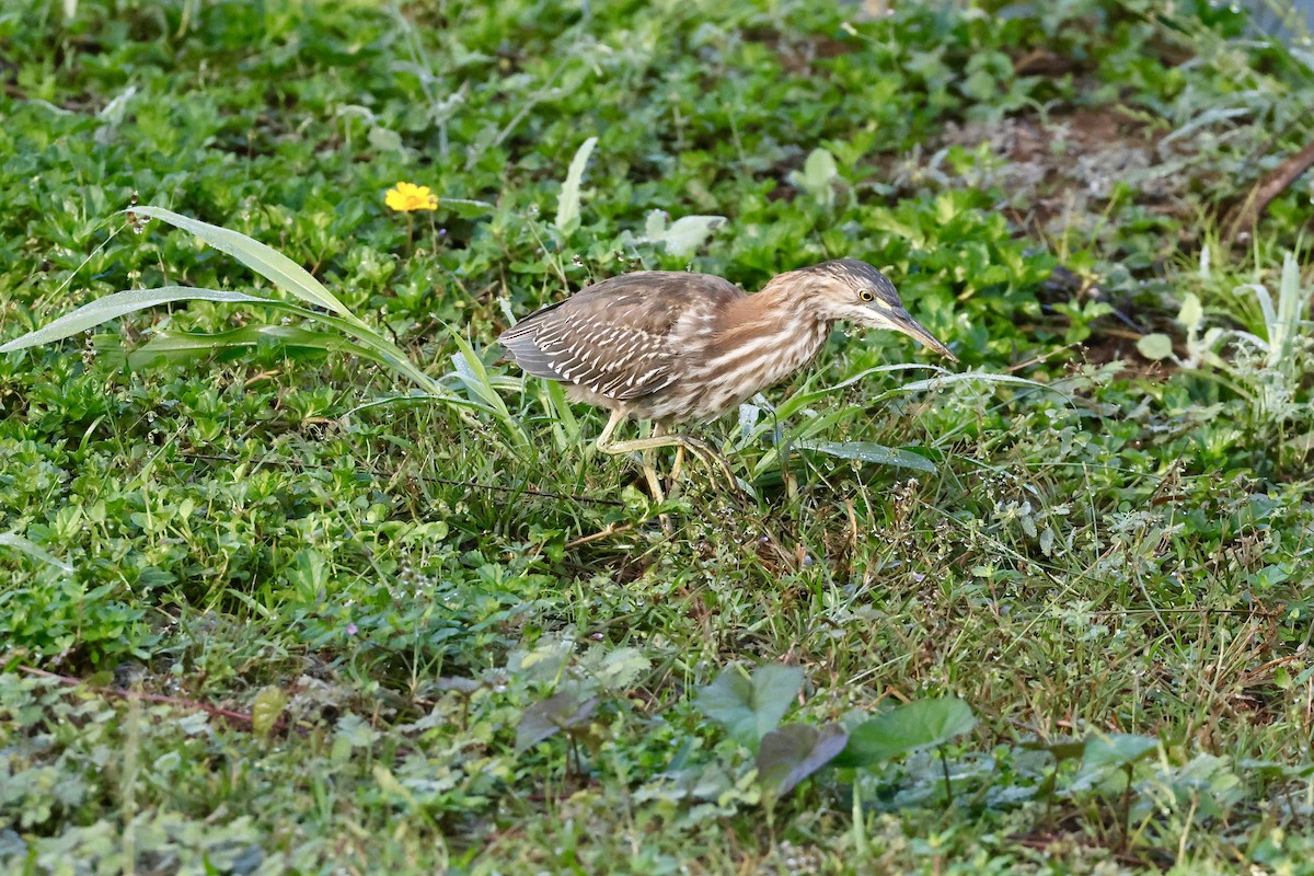 Héron vert - ML646405284