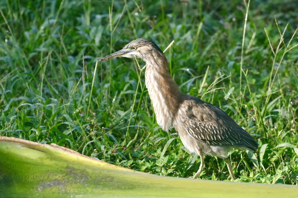Héron vert - ML646405285