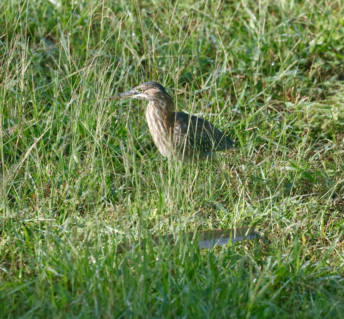 Héron vert - ML646405286