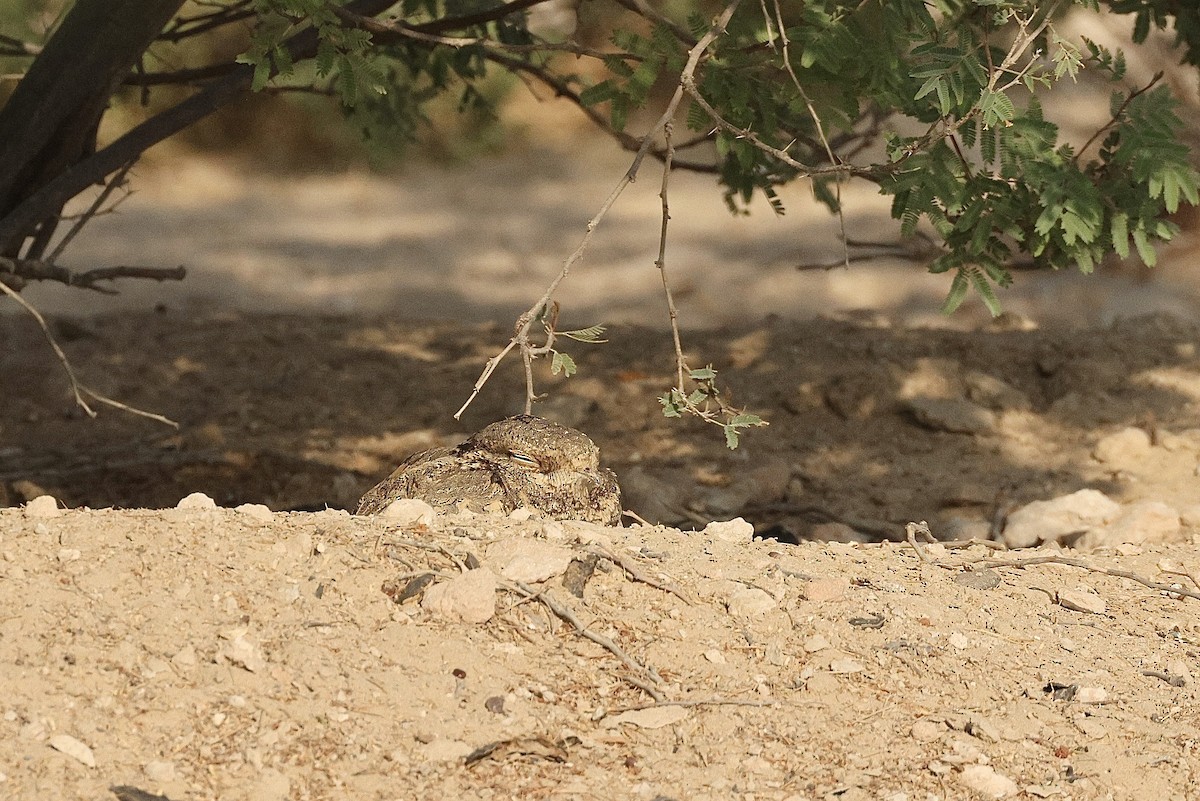 Egyptian Nightjar - ML646405287