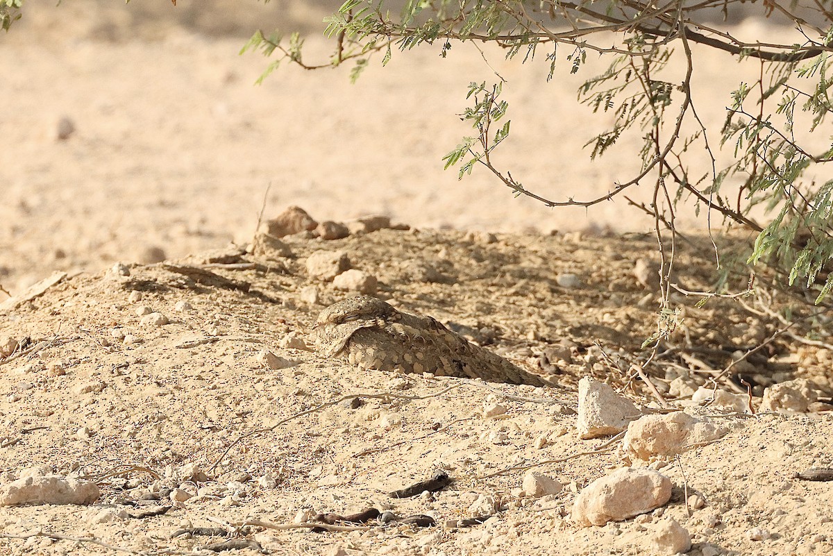 Egyptian Nightjar - ML646405288