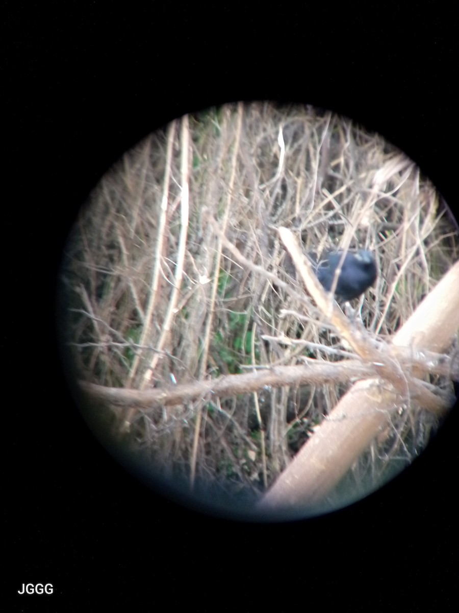 Carib Grackle - ML646405290