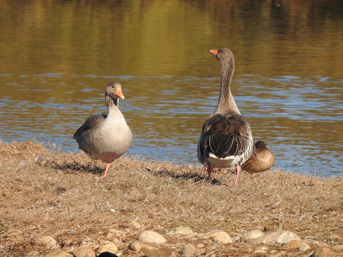 Graylag Goose - ML646405291