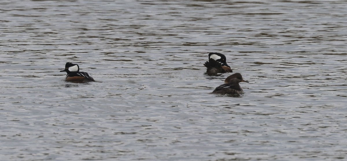 morčák chocholatý - ML646405292