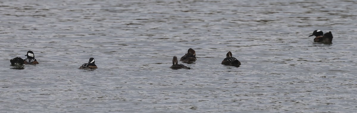 morčák chocholatý - ML646405293