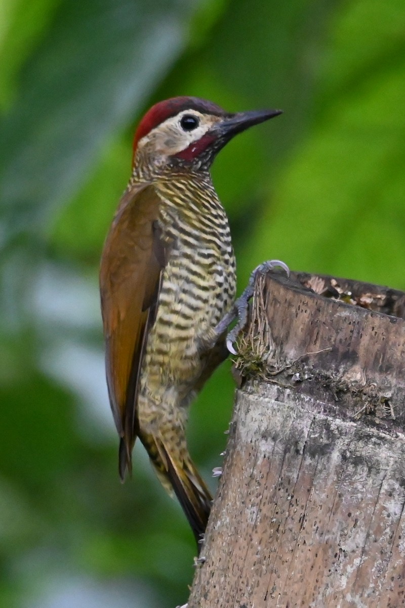 Golden-olive Woodpecker - ML646405296