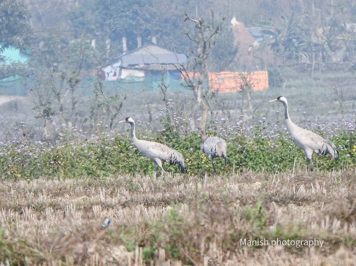 jeřáb popelavý - ML646405297