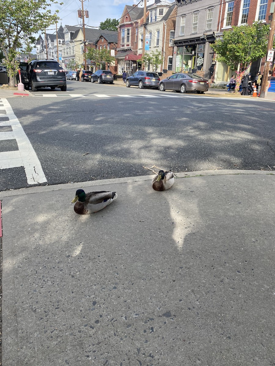 Mallard - ML646405299