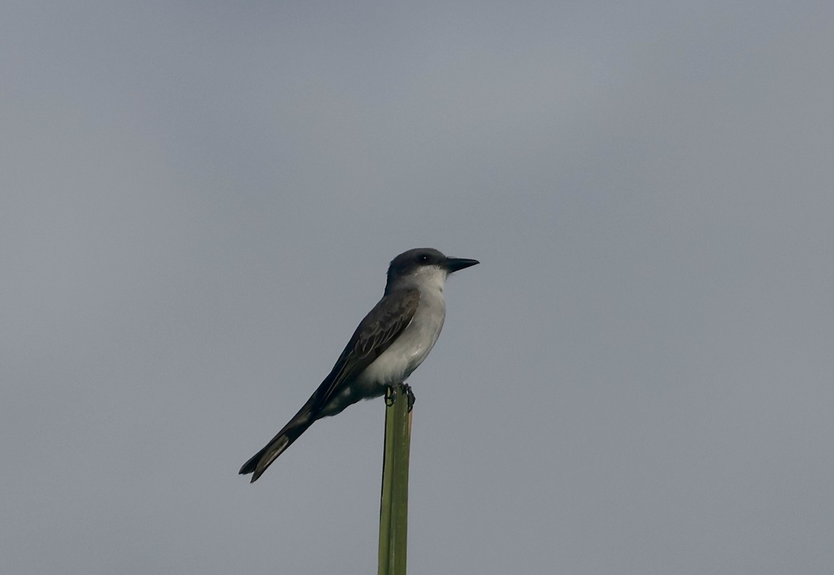 Gray Kingbird - ML646405300