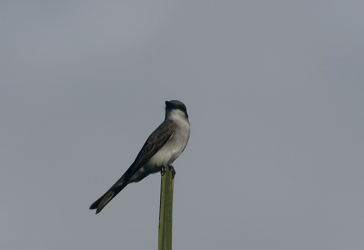 Gray Kingbird - ML646405301