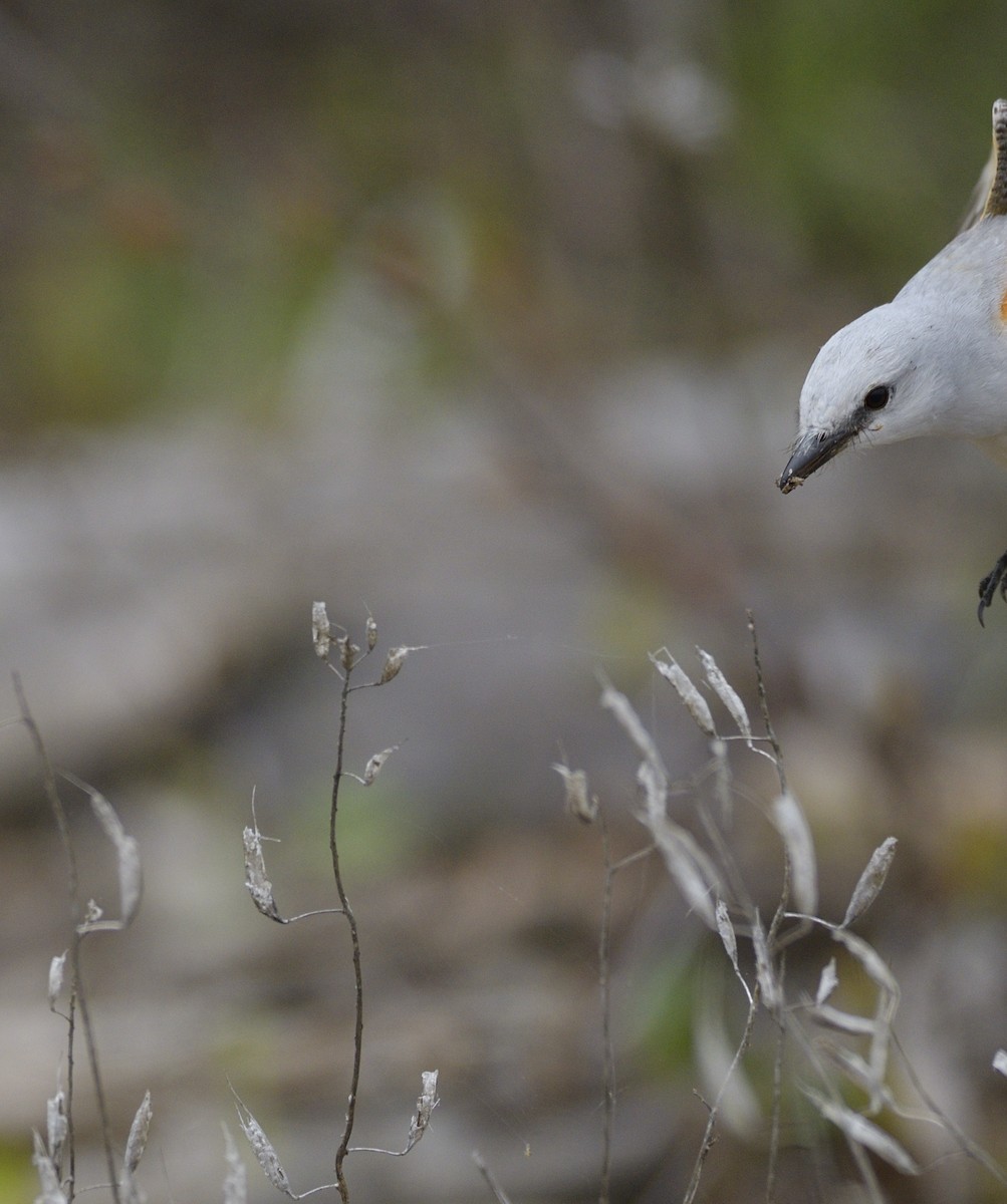 エンビタイランチョウ - ML646405307