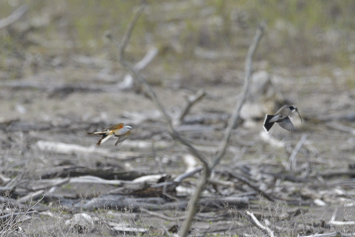 エンビタイランチョウ - ML646405308