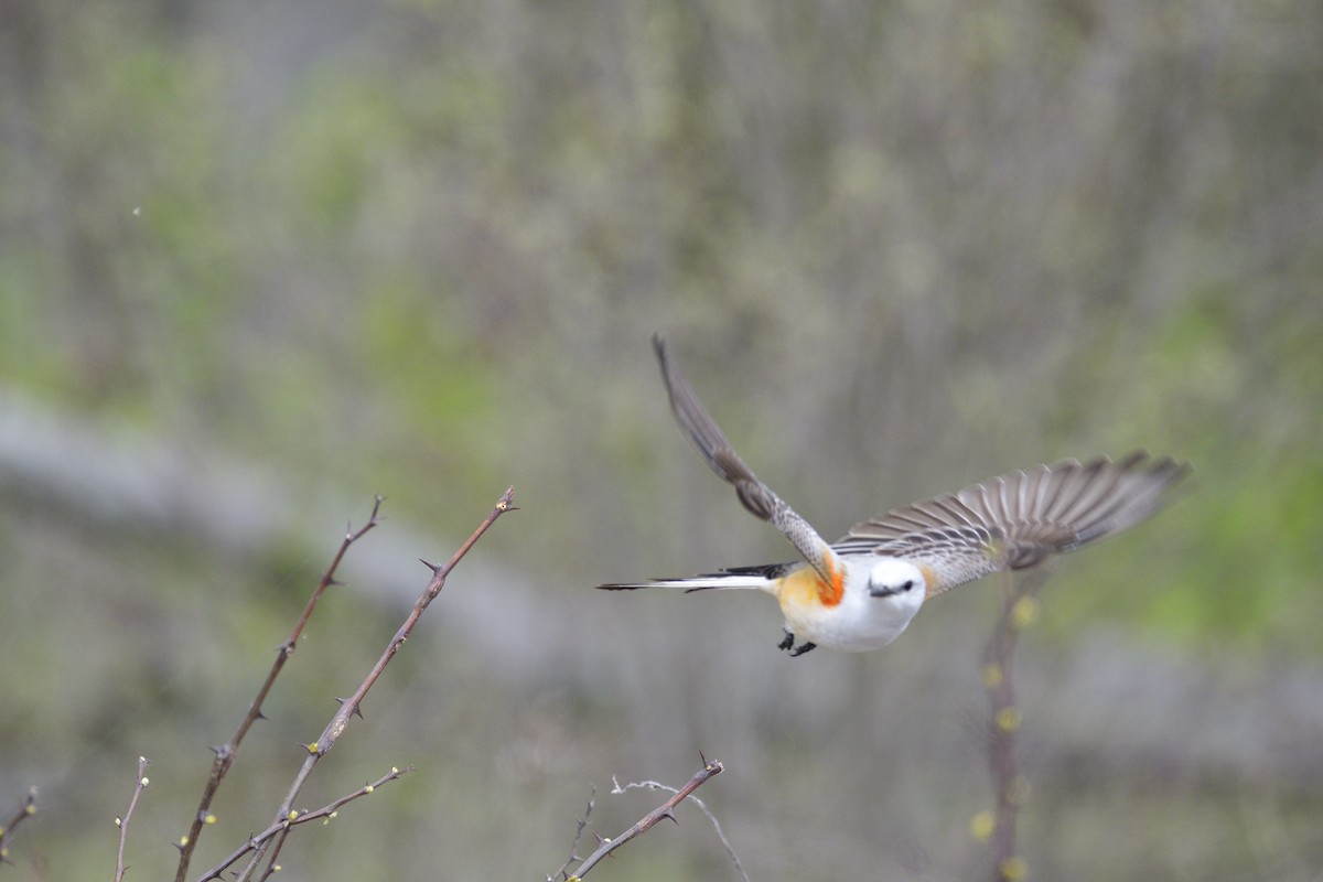 エンビタイランチョウ - ML646405309