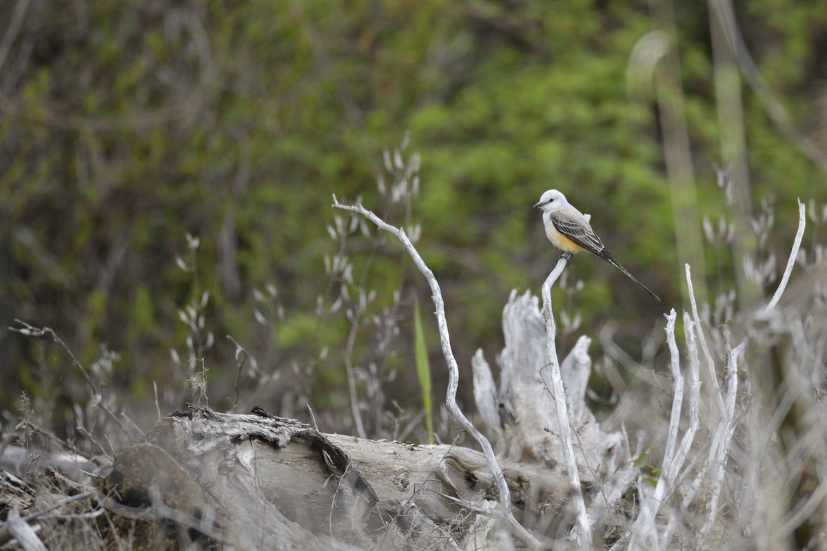 エンビタイランチョウ - ML646405310