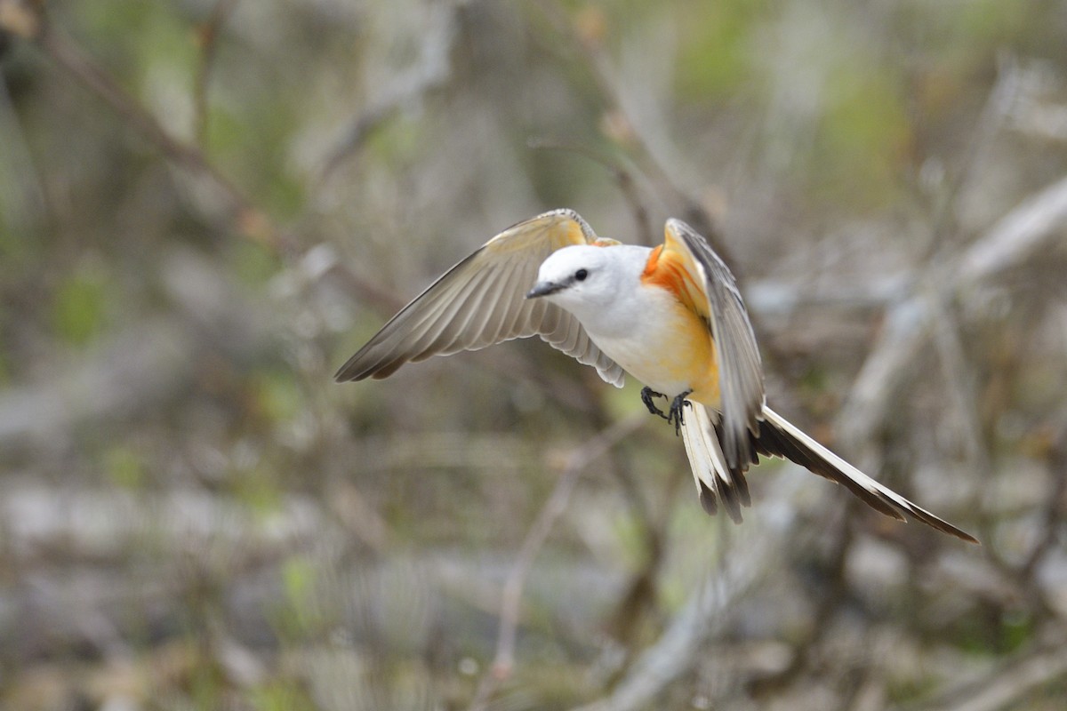 エンビタイランチョウ - ML646405311