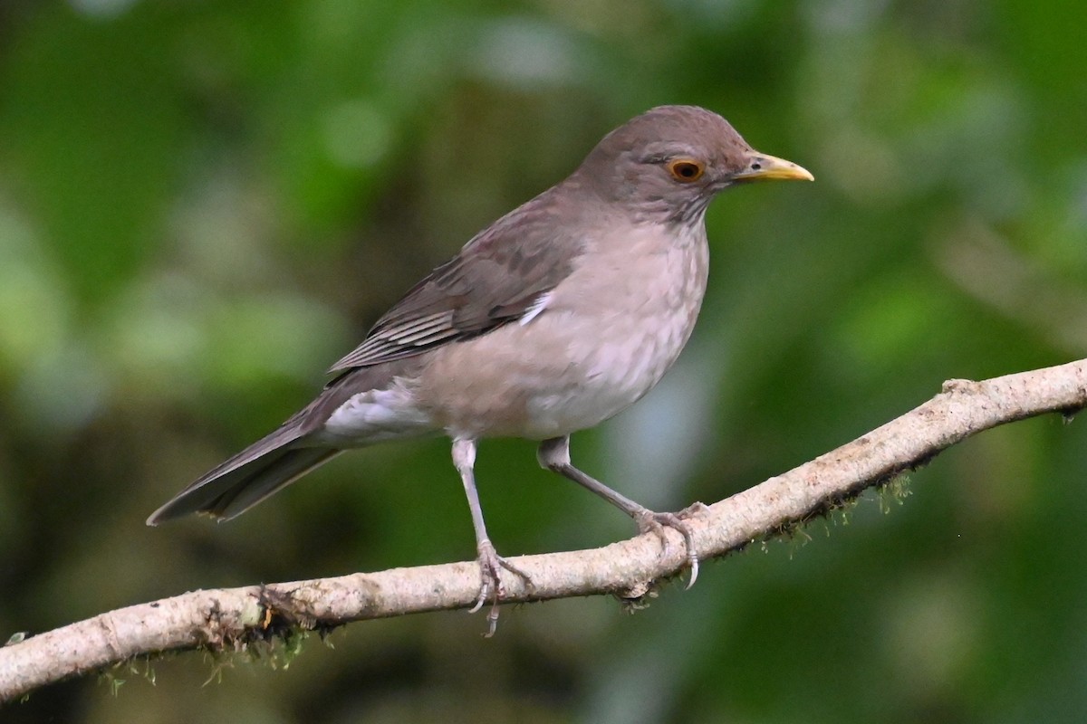 Ecuadorian Thrush - ML646405316