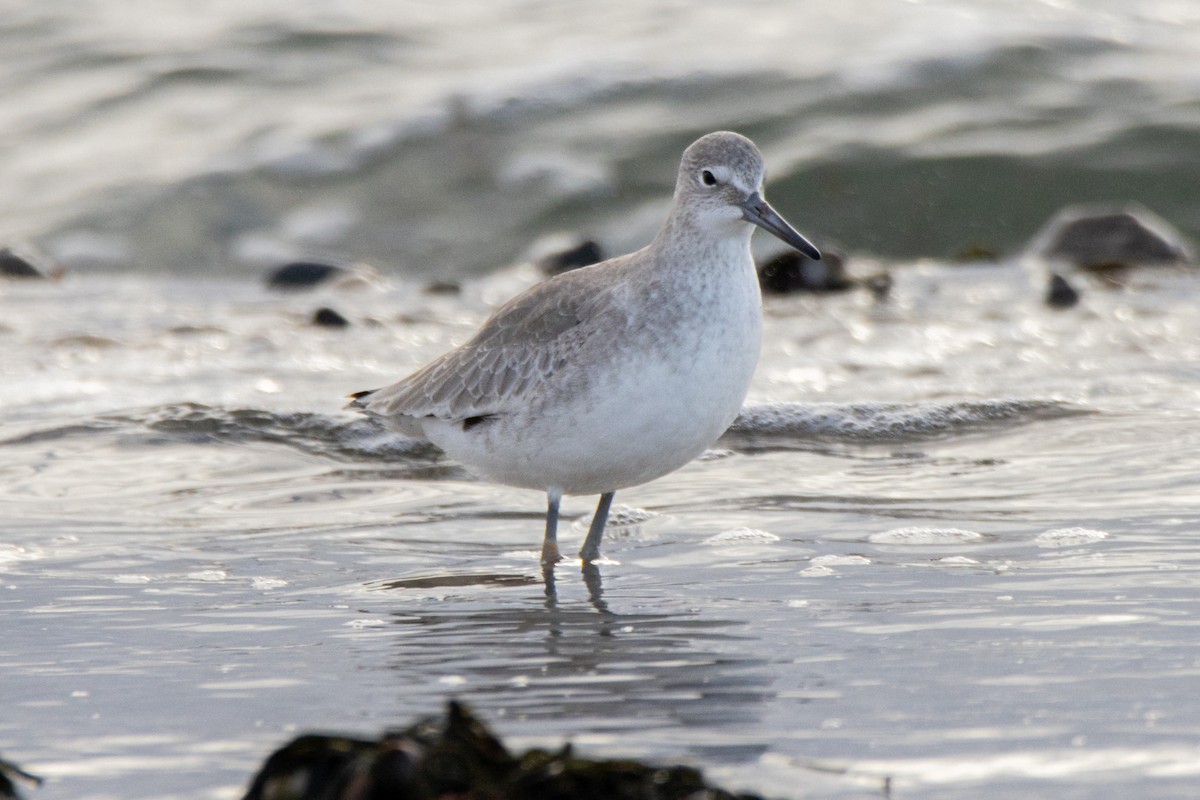 Willet - ML646405318