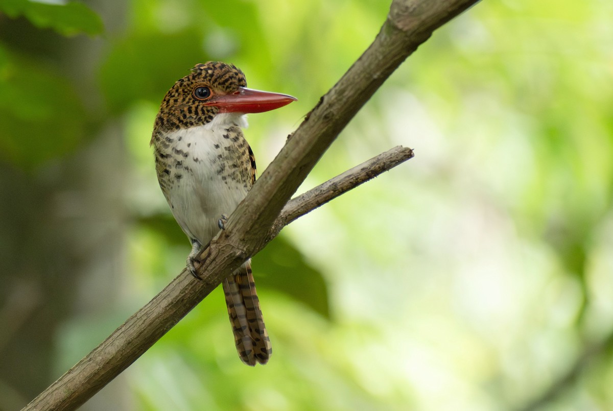 Martin-chasseur mignon - ML646405320