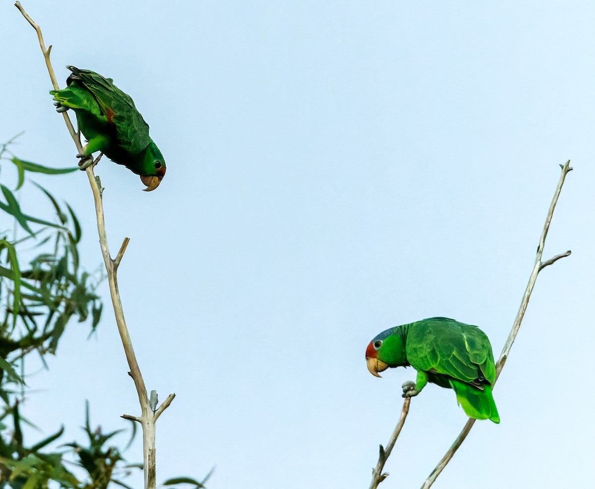 Red-crowned Amazon - ML646405321