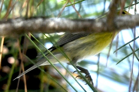 Pine Warbler - ML646405323