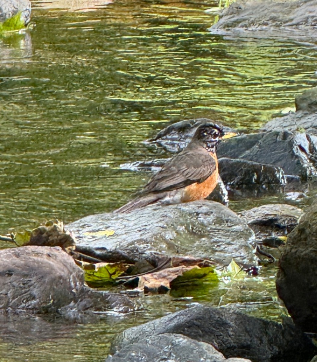 Странствующий дрозд - ML646405325