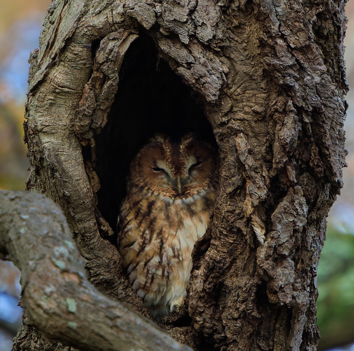 Chouette hulotte - ML646405329