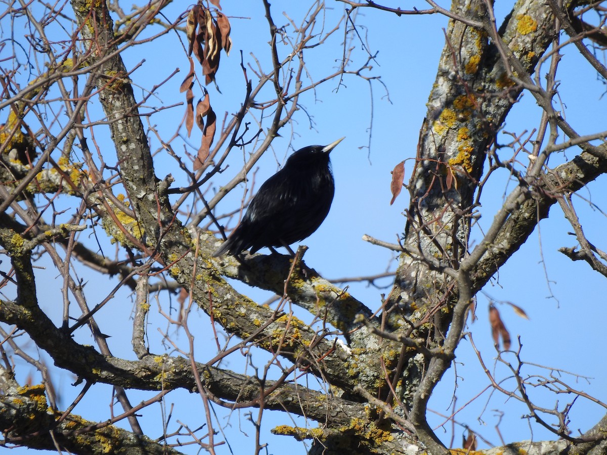 Étourneau unicolore - ML646405330