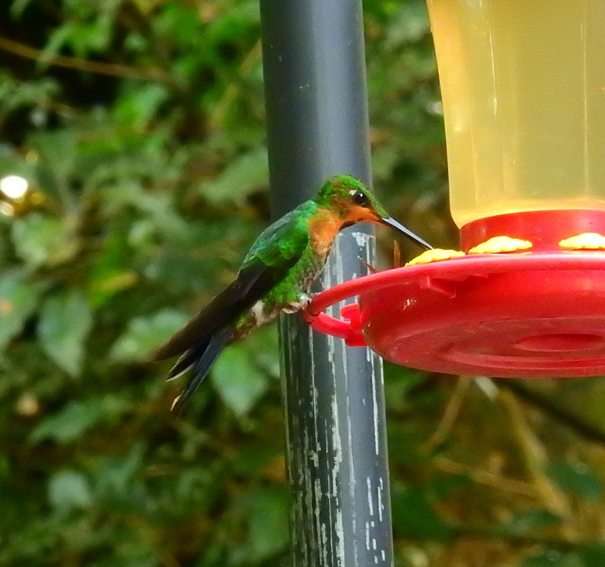 Purple-throated Mountain-gem - ML646405331