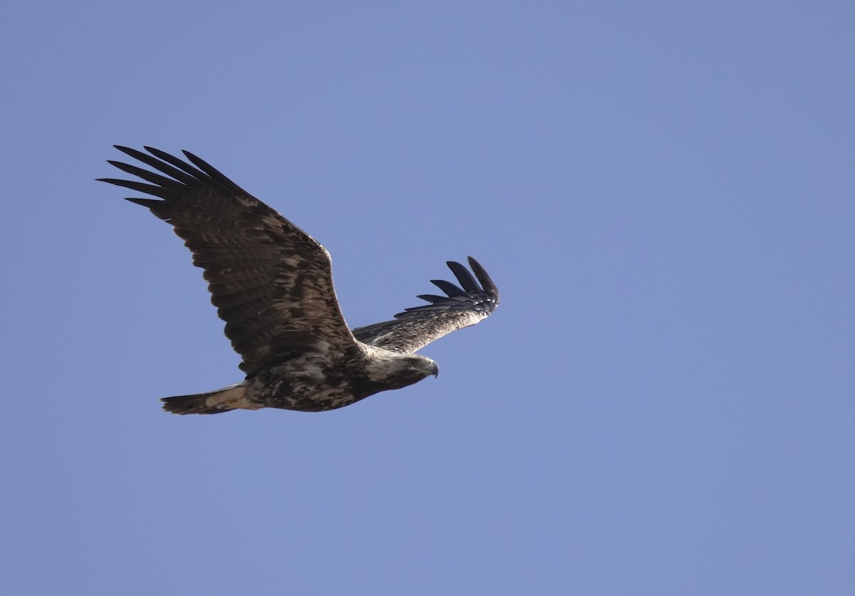 orel královský - ML646405332