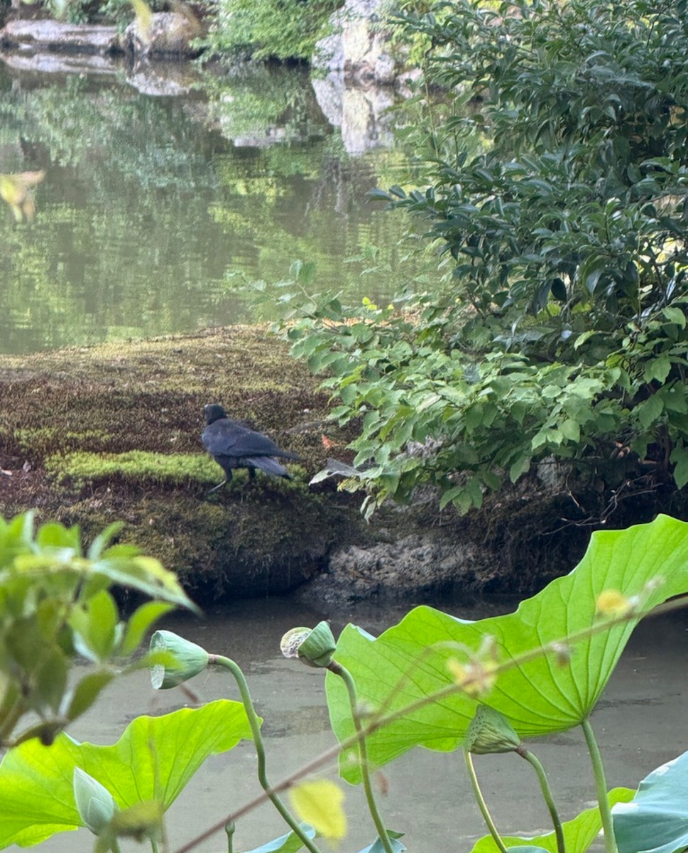 Large-billed Crow - ML646405334