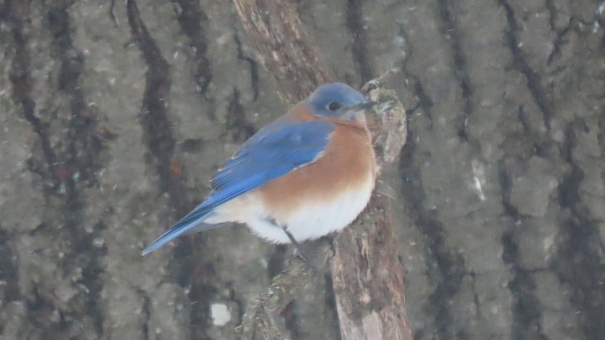Eastern Bluebird - ML646405335