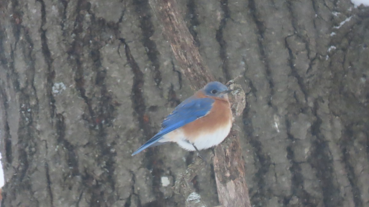 Eastern Bluebird - ML646405336