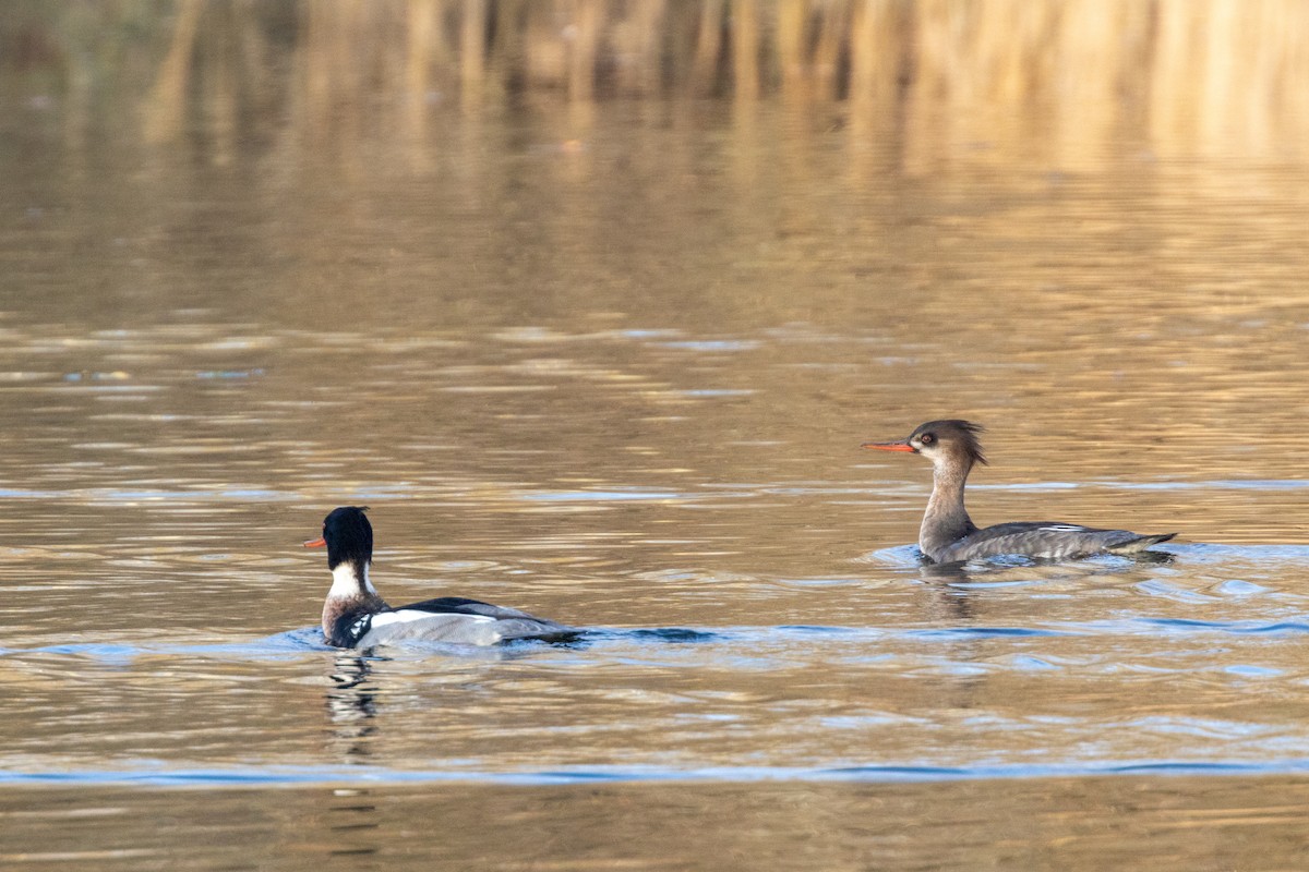 紅胸秋沙 - ML646405339