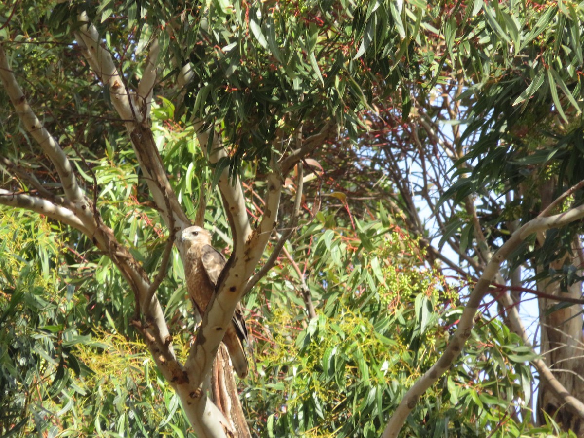 Jackal Buzzard - ML646405340