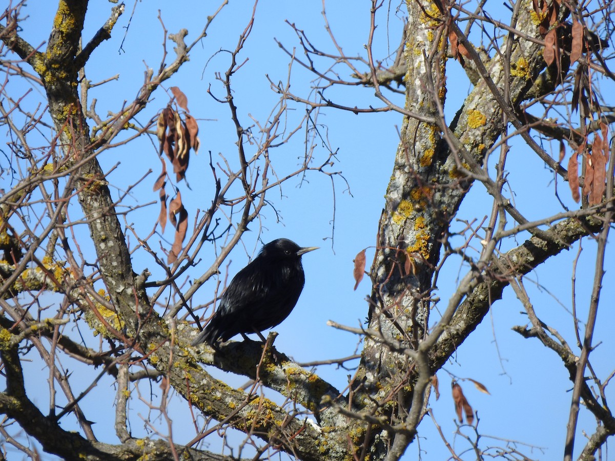 Étourneau unicolore - ML646405341