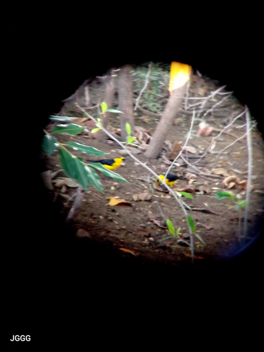 Oriole Blackbird - ML646405343