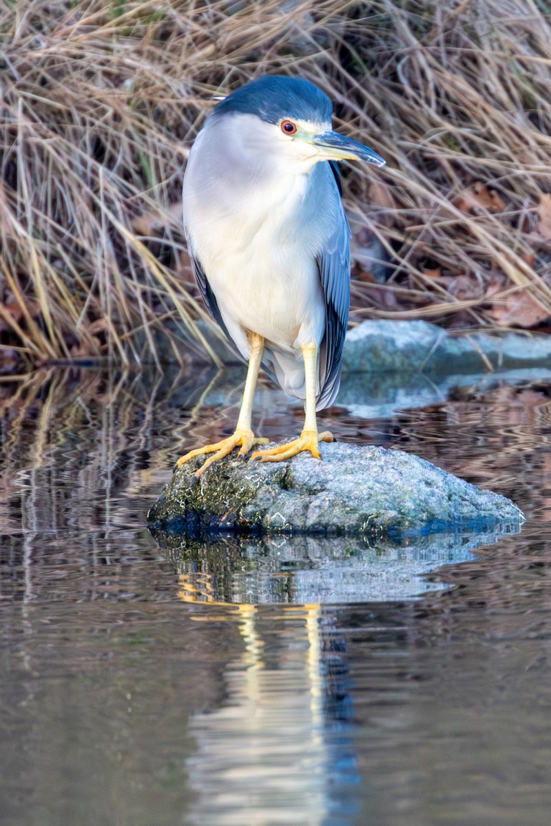 夜鷺 - ML646405345