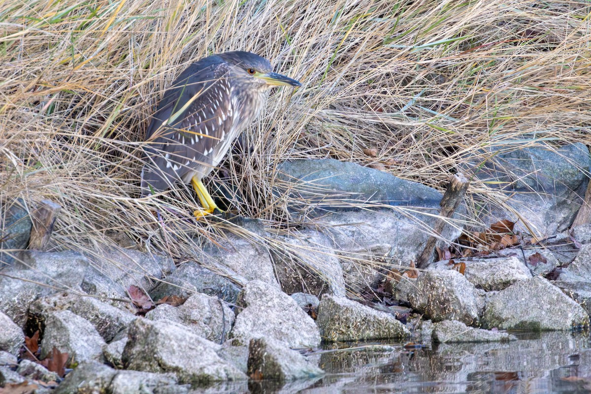 夜鷺 - ML646405346