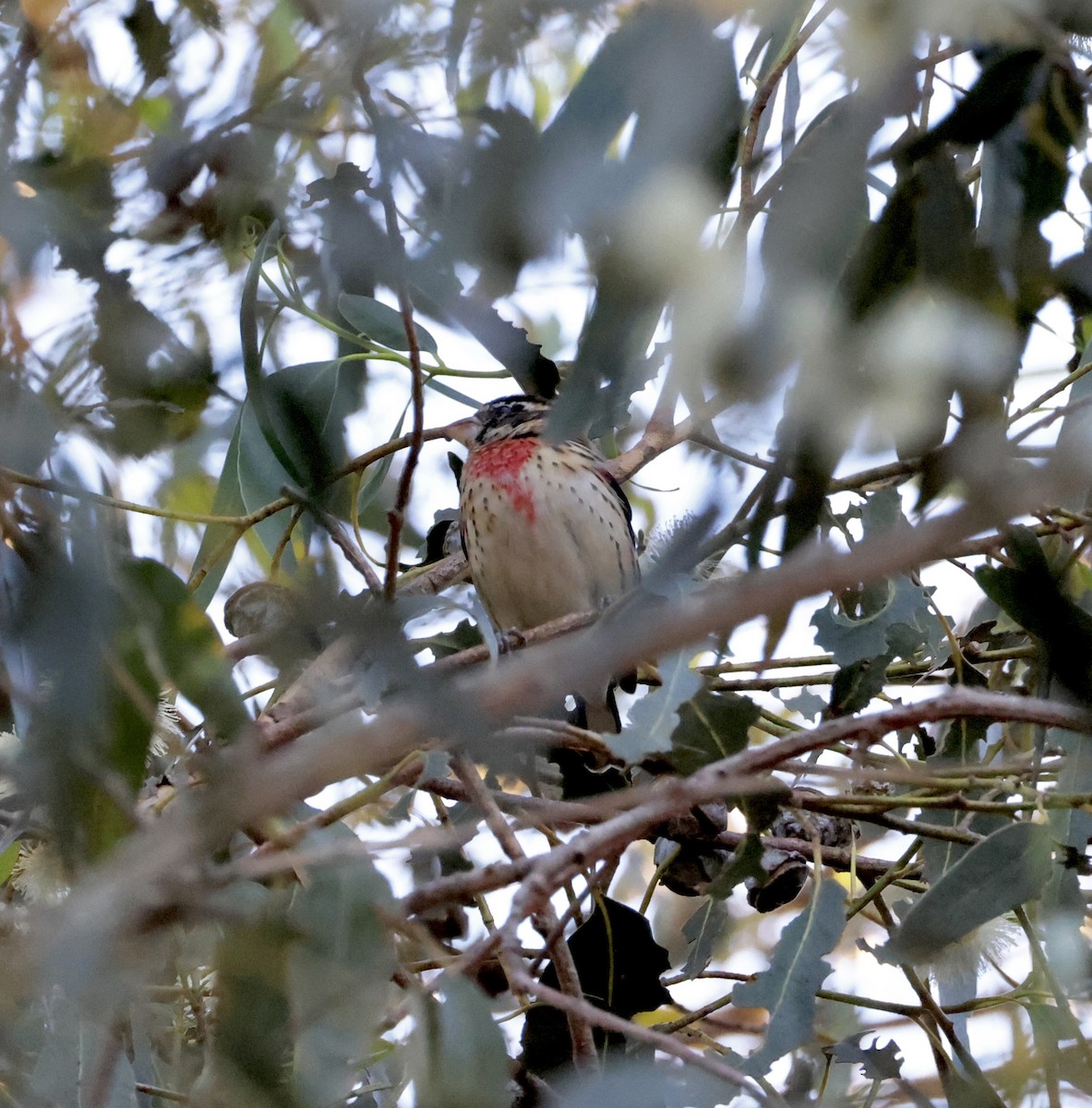 Rose-breasted Grosbeak - ML646405347