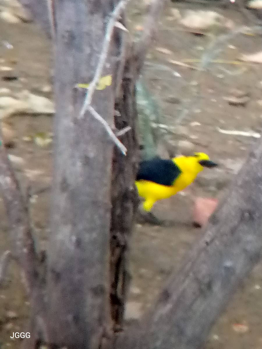 Oriole Blackbird - ML646405349