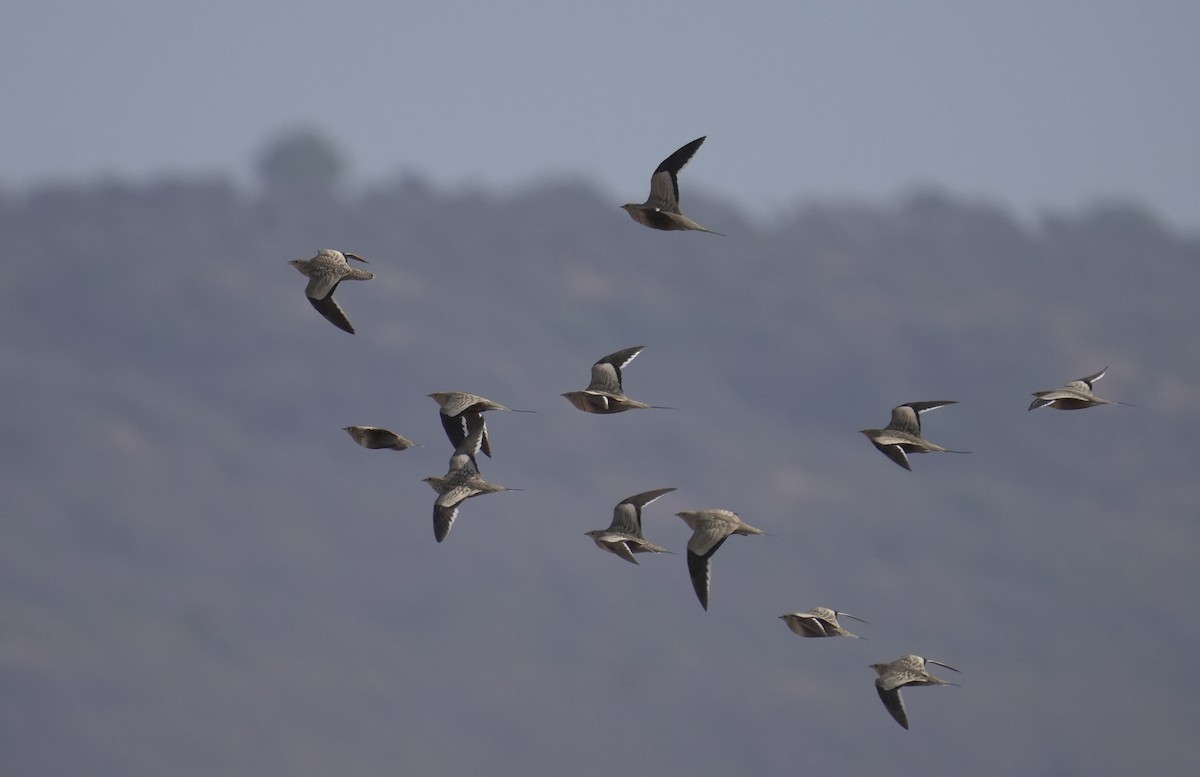 stepokur hnědobřichý - ML646405353