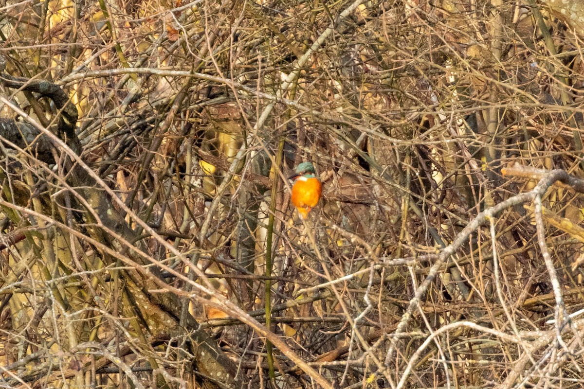 Yalıçapkını - ML646405354